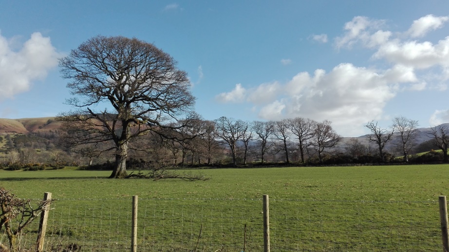 Oak saved by locals in Lake District
