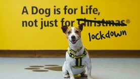 Picture of Dog's Trust campaign. A yellow wall in background with text reading 'a dog is for life, not just for Christmas' but 'Christmas' is crossed out and replaced with 'lockdown'. A Jack Russel dog is sitting in front of the wall.