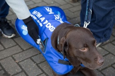 Image of chocolate Labrador wearing a Blue Cross jacket with a contactless card reader attached. Someone is reaching down to tap the card reader.