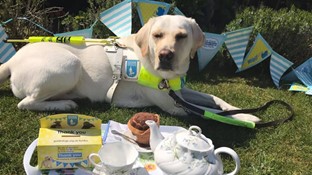 Picture of a Guide Dog's Dog laying on the grass with a tray in front of teapot, teacup, cake, and tea
