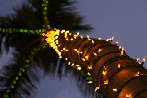 Christmas palm