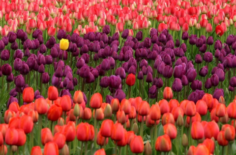 Tulips