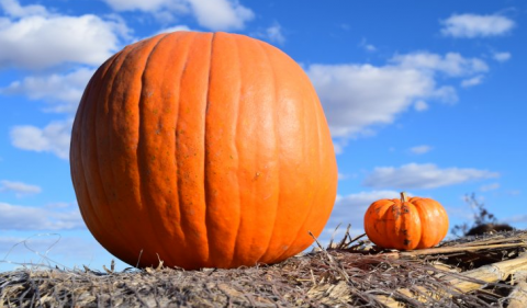 Big pumpkin small pumpkin