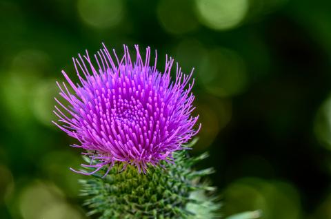 Thistle flower