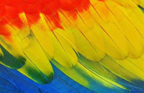 colourful feather