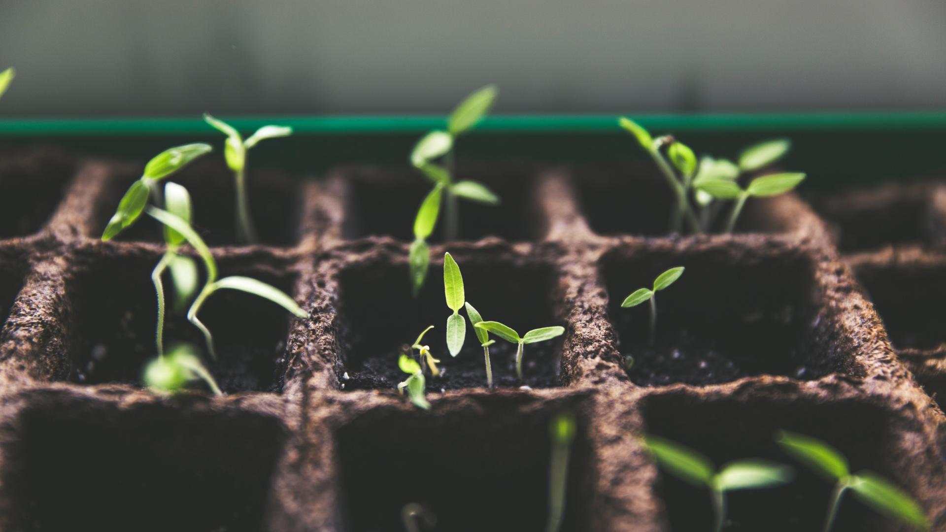 Tiny plant shoots growing in a nursery tray