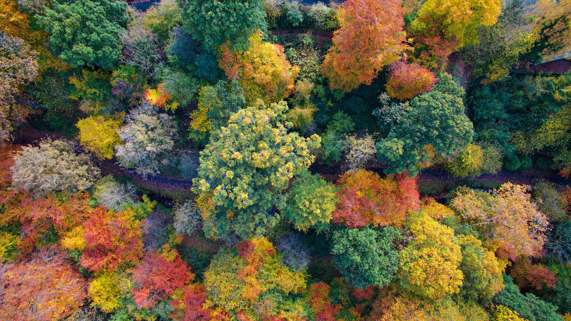 Colourful foliage