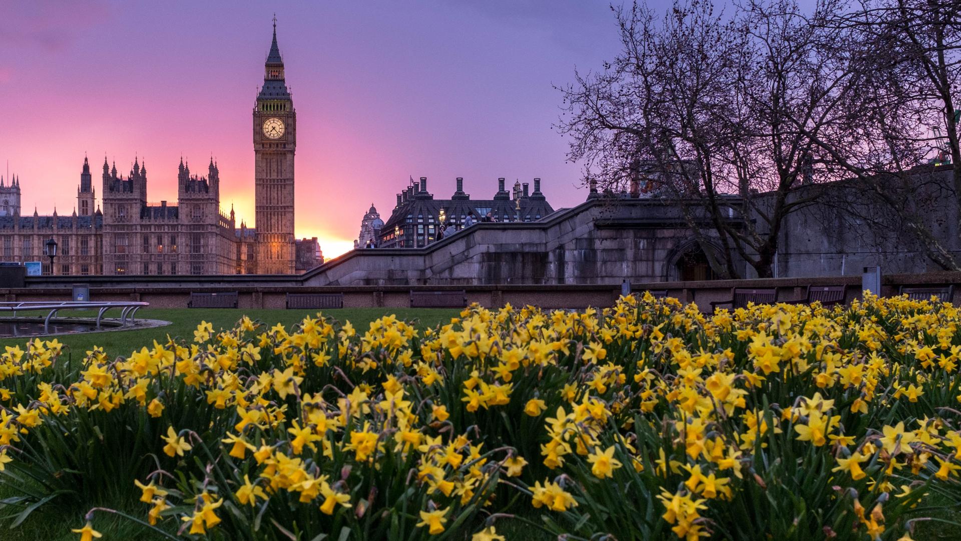 Spring flowers in front of Westminster