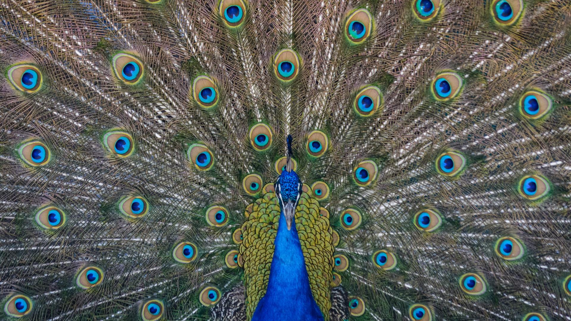 Male peacock displaying feathers